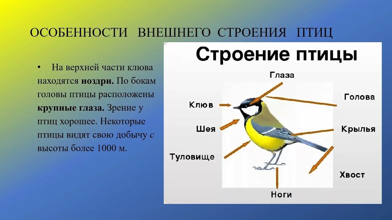 Строение птицы. Внешнее строение птиц. Особенности внешнего строения птиц. Класс птицы внешнее строение. Таблица внешнее строение птиц форма тела