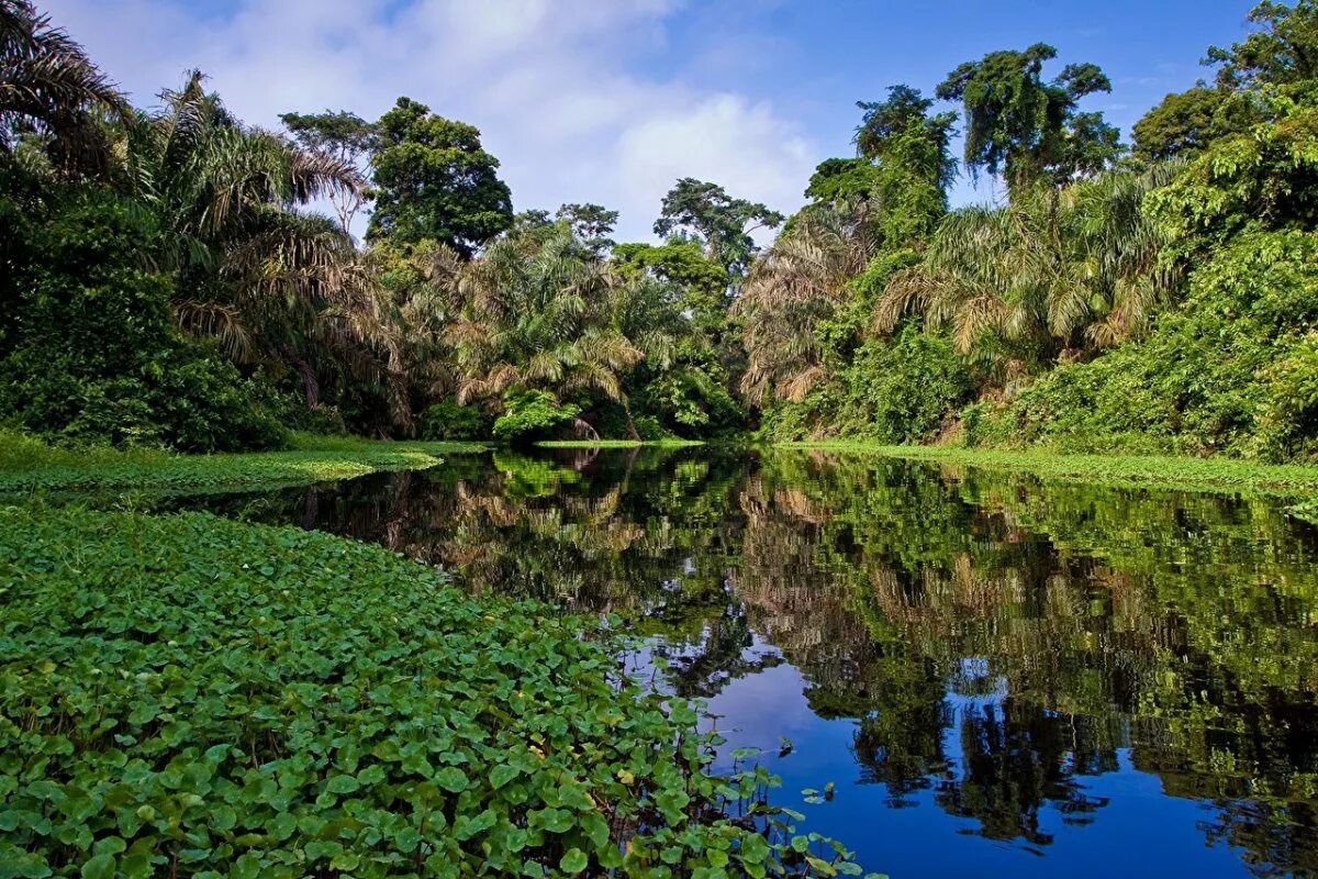 Тропические леса амазонки в Бразилии. Бразилия тропические леса Сельва. Южная Америка джунгли амазонки. Amazon borneo congo