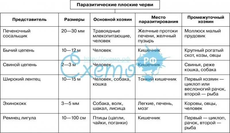Используя содержание текста паразитические черви. Используя содержание текста паразитические черви