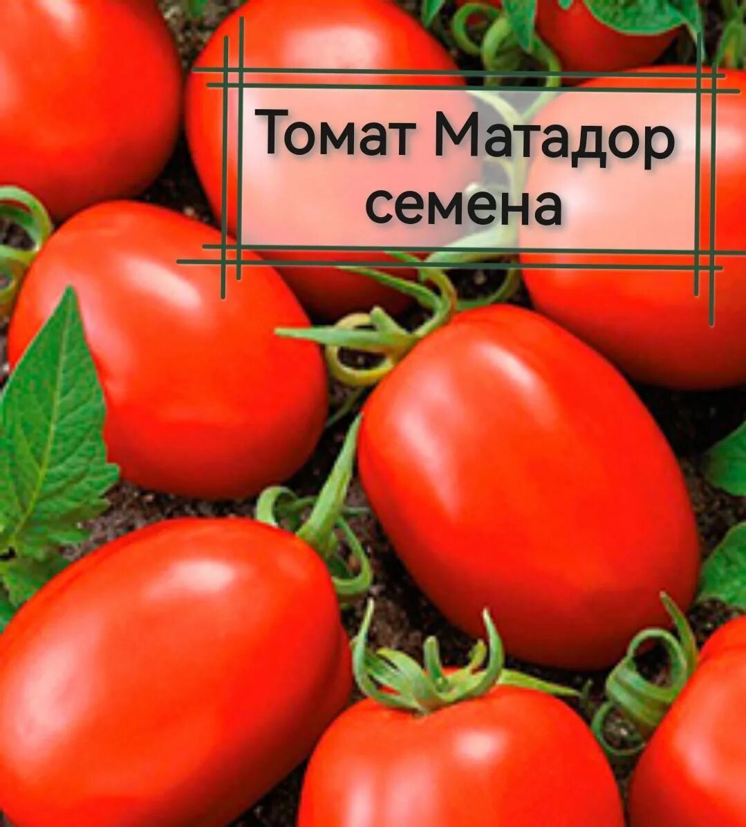 Томат матадор. Семена томатов Матадор. Томаты сорт Тореро. Томат тореадор.