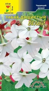 Белоснежный душистый