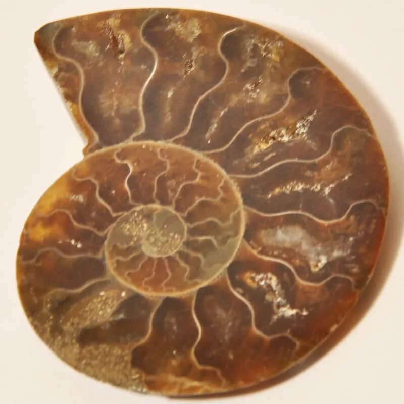 аммонит дактилоцерас. аммонит, полированный срез. аммониты головоногие окаменелости. Speetoniceras. аммонит в кварце.
