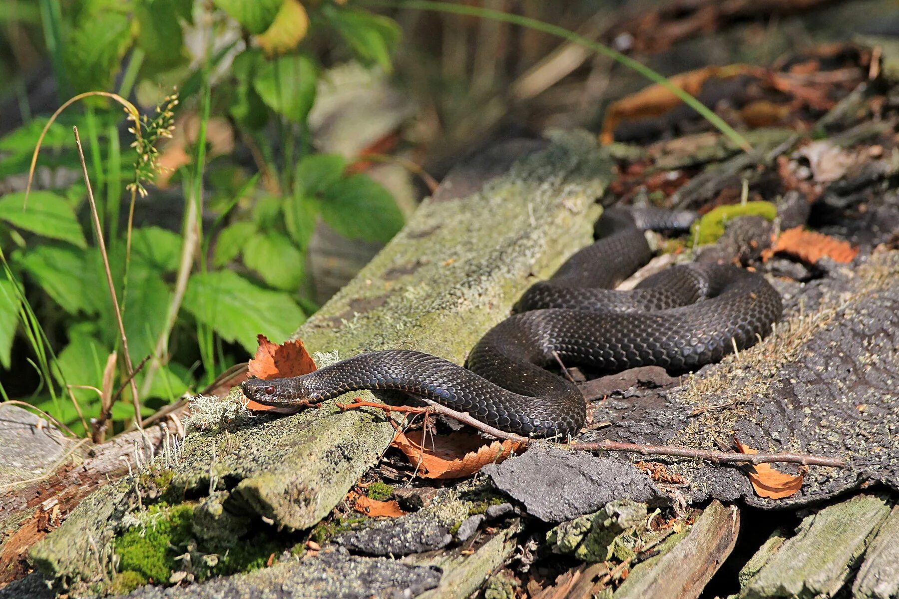 Природа ядовитых змей. Гадюка Никольского (Vipera nikolskii). Гадюка меланист. Змея черноголовый полоз. Полоз меланист.