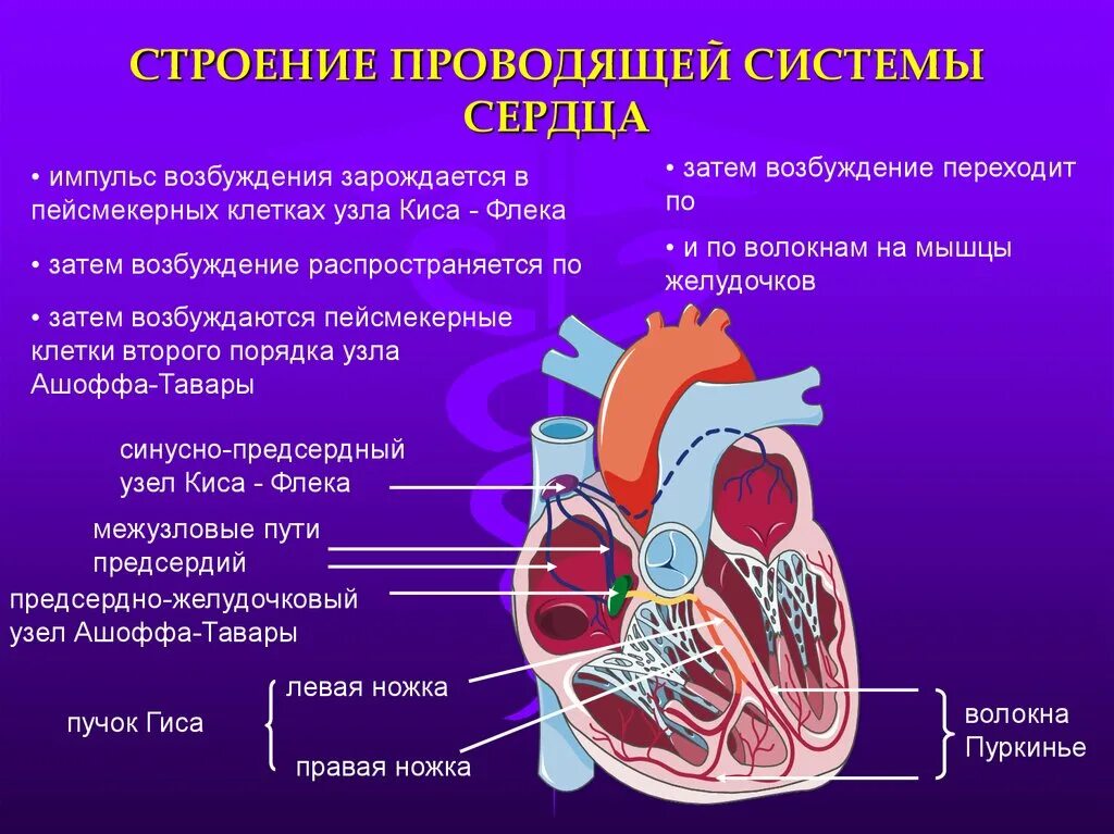 Сердечная строение и функции. Схема строения проводящей системы. Клетки образующие проводящую систему сердца. Проводящая система сердца состоит из. Строение миокарда, Проводящая система сердца.