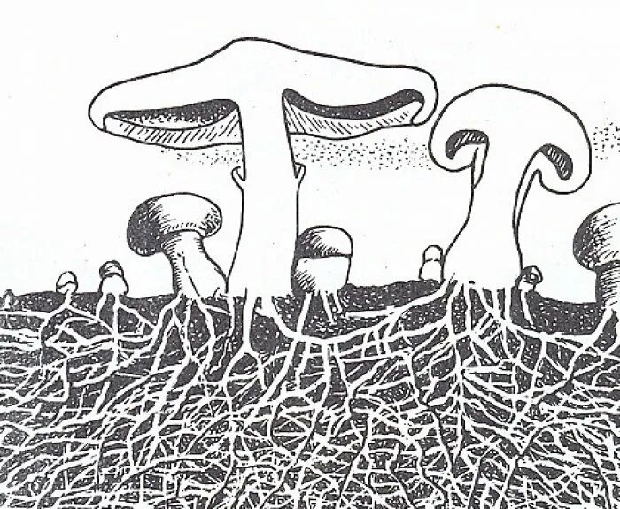 У некоторых грибов нити грибницы представляют собой. Грибница мицелий. Грибы мицелий корни. Грибница гриба. Корневая система грибницы.