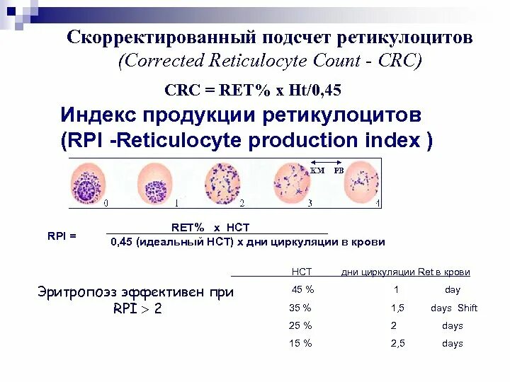 Ретикулоциты повышены у мужчины. Подсчет ретикулоцитов. Подсчет ретикулоцитов крови при анемиях.. Ретикулоциты при анемии. Окраска ретикулоцитов.