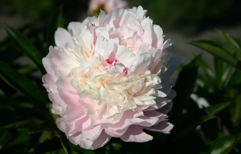Paeonia Chestine Gowdy Пион Честин Гоуди