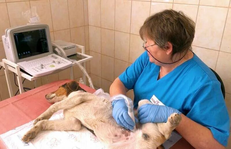 вет лазарет. вет лазарет.