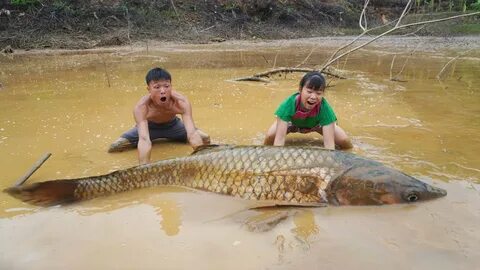 Primitive Life - Wild Fishing Finding Fish In Mud Pond - Catch Big Fish For...