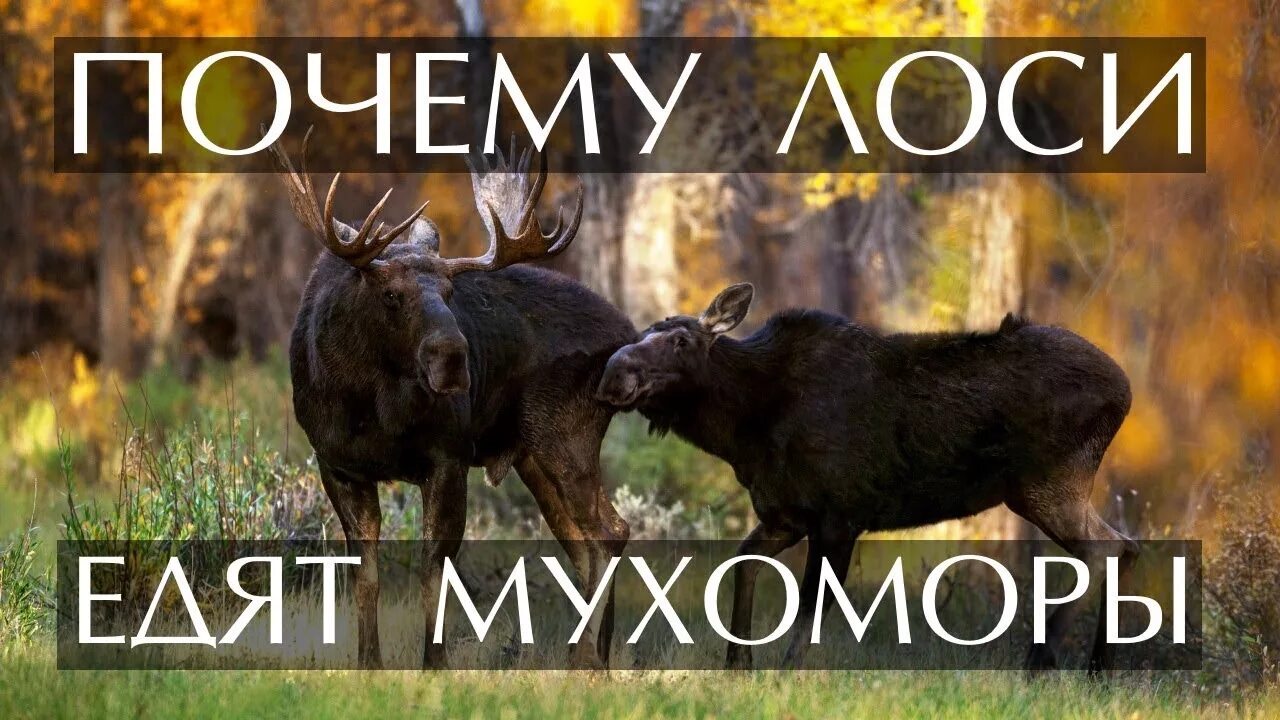 Принять лося. Лось ест мухоморы. Лось ест мухомор фото. Лось питается мухоморами. Сохатый Лось и мухомор.