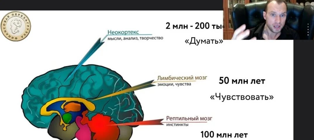 Три части мозга. Рептильный мозг человека. Рептильный мозг и неокортекс. Части мозга рептильный лимбический и неокортекс. Неокортекс это простыми словами