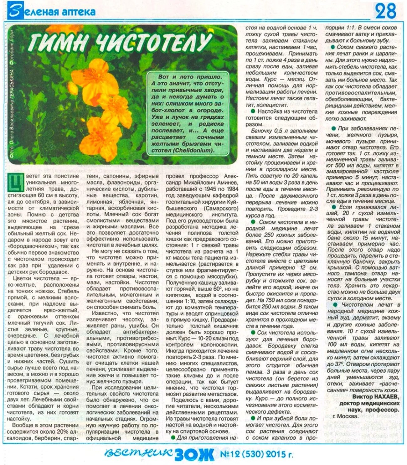 Можно давать чистотел. Зож чистотел газета. целебные травы журнал. схема принятия сока чистотела. рецепты из чистотела.