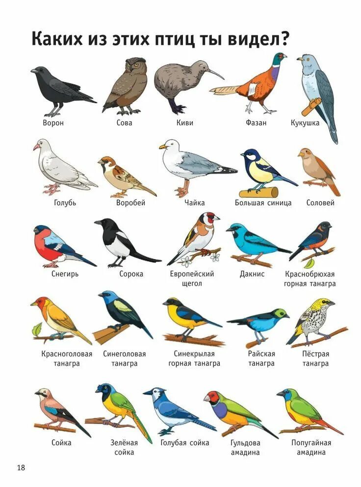 Птички с названием. Наименование птиц. Картинки птиц с названиями. Птици наз.