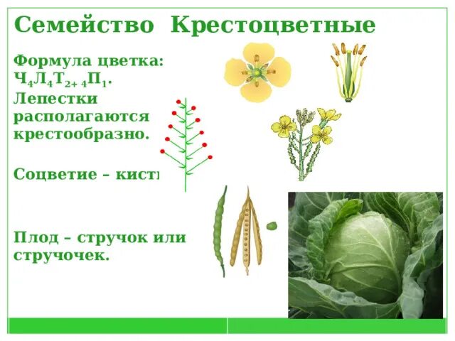 Тип плода у крестоцветных. Плод стручок и стручочек. стручочек крестоцветных. крестоцветные растения стручочек. плод растений семейства крестоцветные – стручок или стручочек..