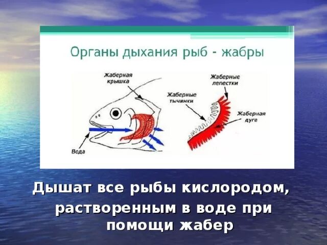 Дыхательная система рыб жабры. Рыбы дышат при помощи жабр. Жабры рыбы для дошкольников. Дышат рыбы кислородом. В воде.