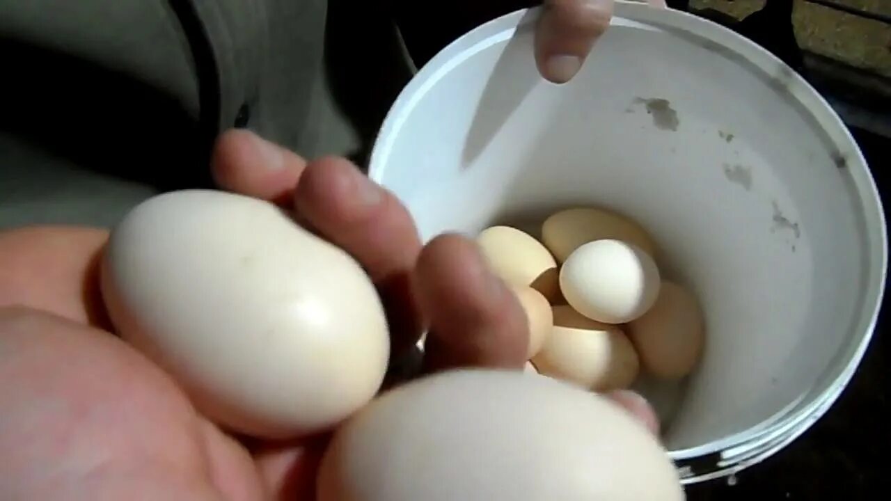Куры несут яйца. Тонкая скорлупа у куриных яиц. У кур тонкая скорлупа яиц.