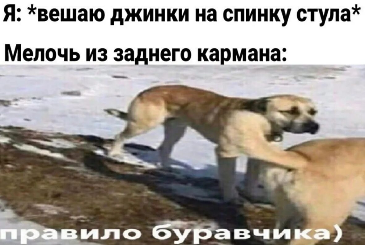 Собака буравчика