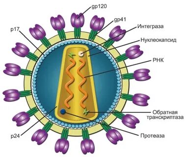 Строения вируса иммунодефицита