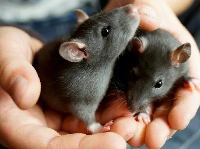 Почему крыса лижет. Крыса домашняя. Крысиные пальчики фото. Сколько живут домашние крысы.