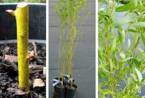 Укоренение ивы черенками