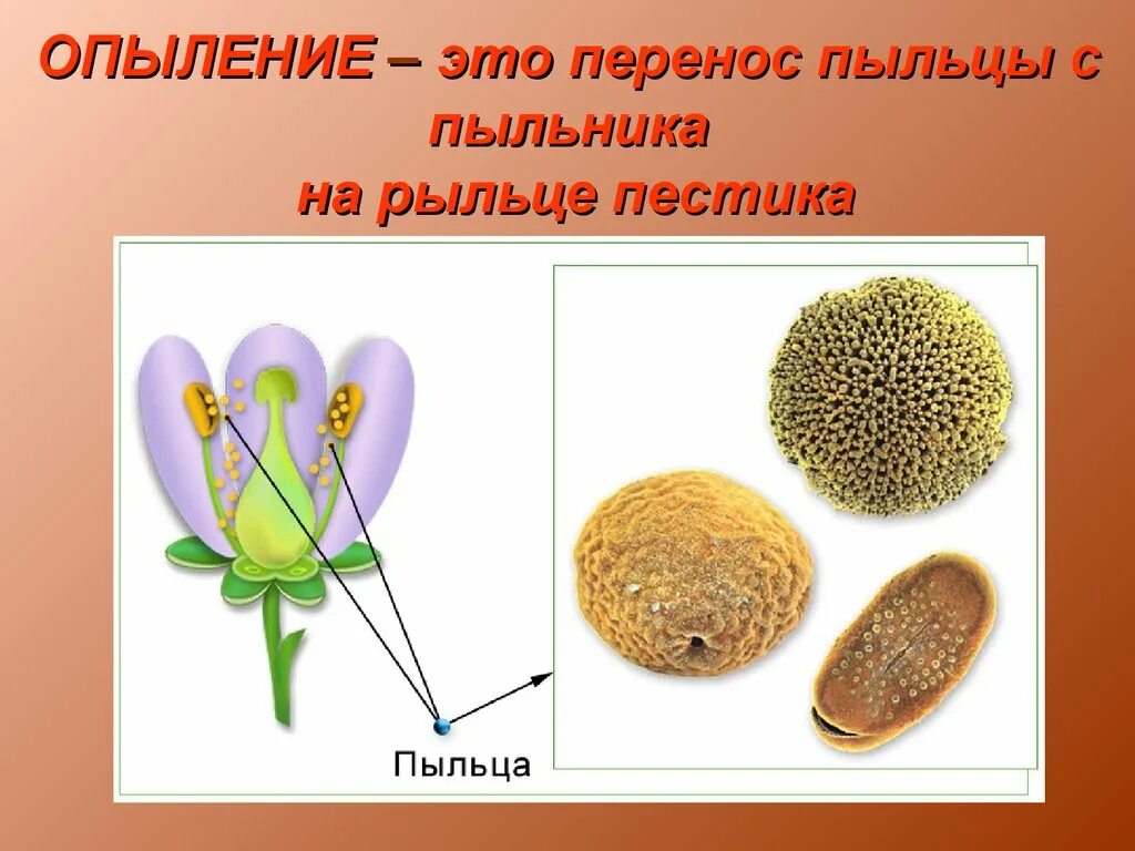 Пыльца цветковых растений строение. Пыльцевое зерно покрытосеменных растений. Пыльцевое зерно цветковых растений. Пыльцевое зерно цветкового растения это. Пыльца образуется в тычинок