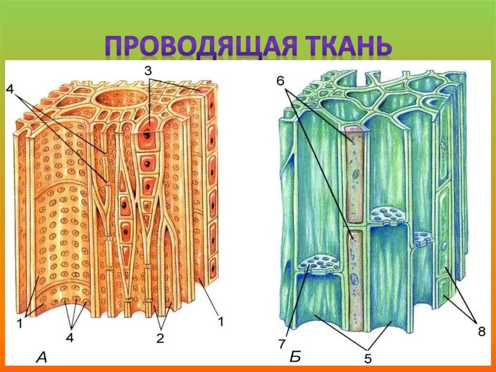 Какие функции выполняют сосуды древесины