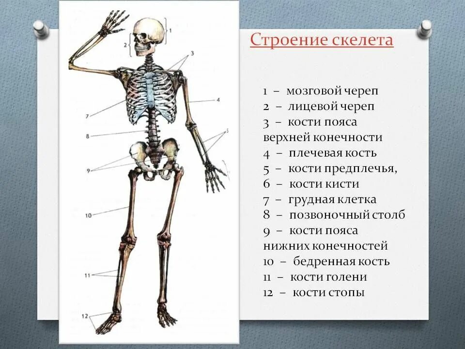 Основные части скелета. Структура тела человека скелет. Укажите основные части скелета человека. Скелет туловища человека с названием костей.