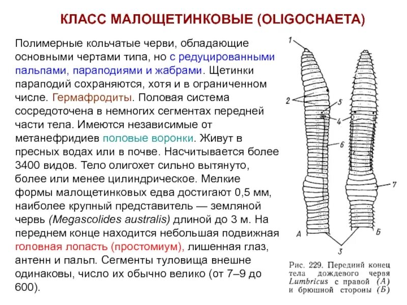 Система малощетинковых червей. Половая система класса малощетинковых. Половая система олигохет. Половая система малощетинковых червей. Сегментация тела кольчатых червей.