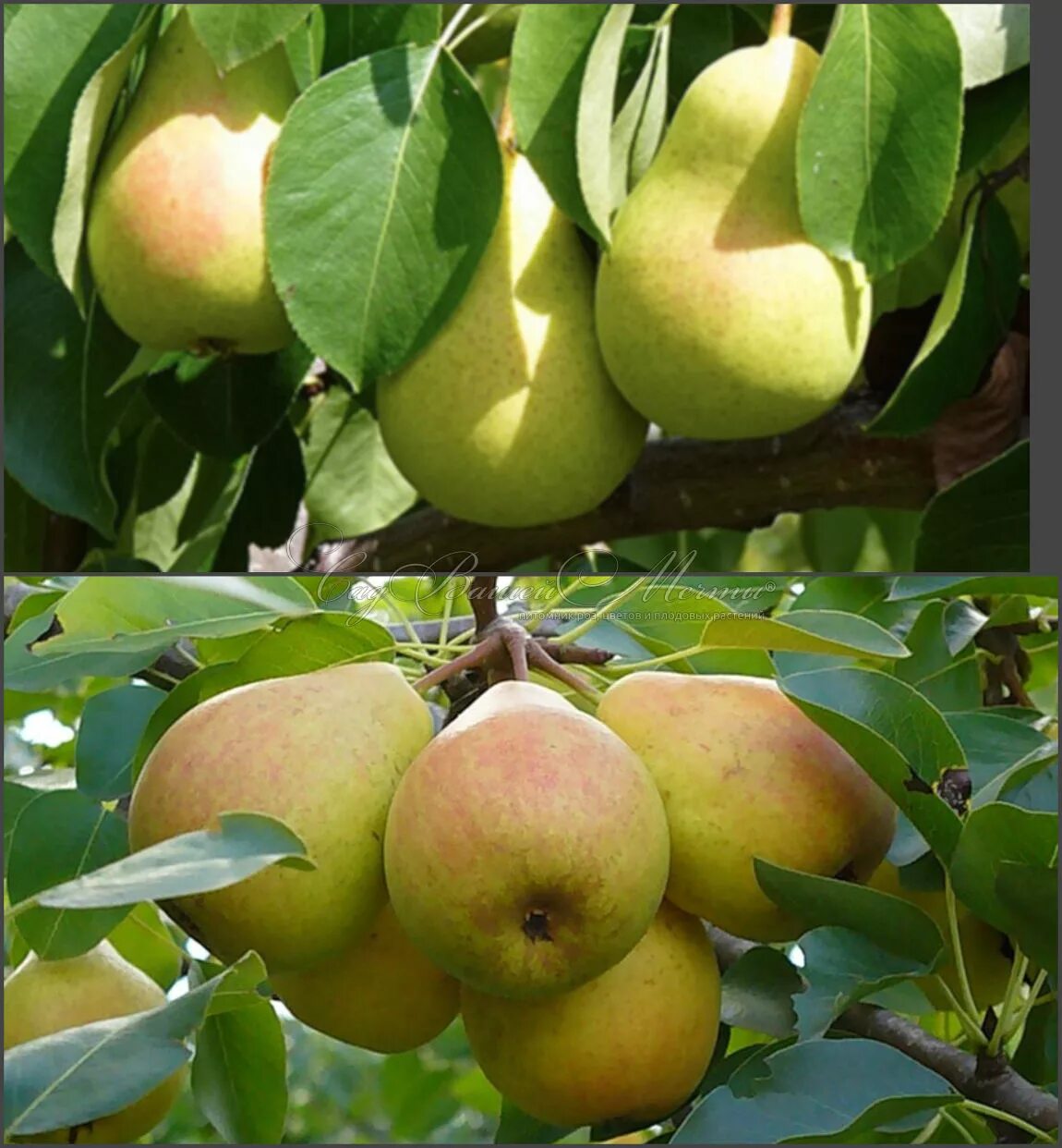 Груша памяти чижевского. Сорт груши чижовская. Груша чижовская. Груша обыкновенная чижовская. Сорт груши чижовская.