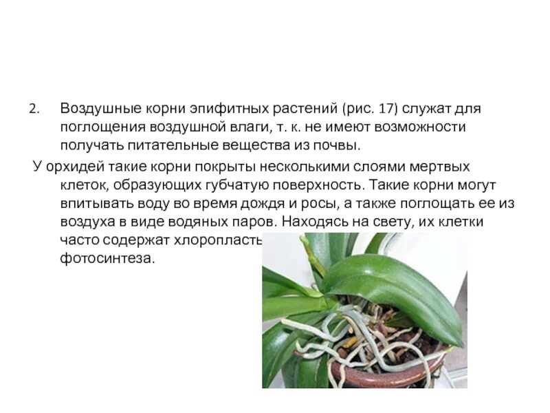 Растения с воздушными корнями. Воздушные корни орхидеи. Воздушные корни эпифитных растений. Растения с воздушными корнями сообщение.