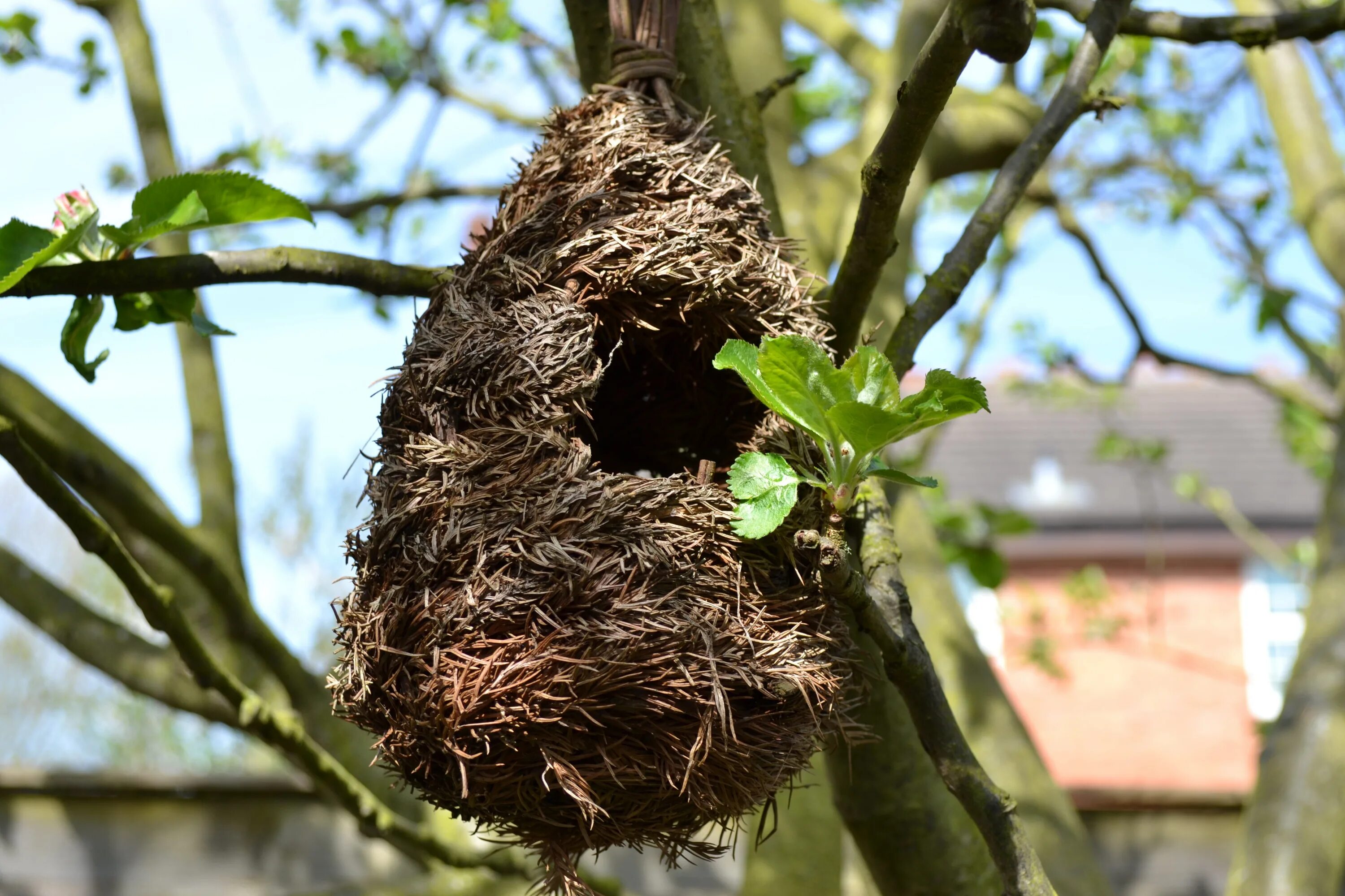 The bird nest
