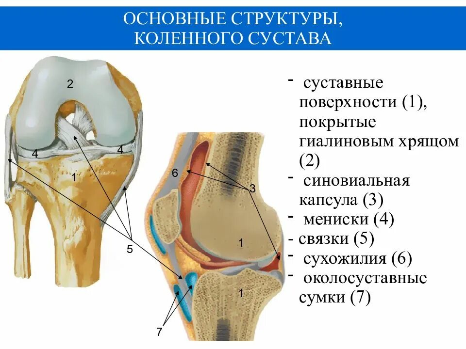 Синовиальная капсула коленного сустава. Капсула коленного сустава анатомия. Суставная капсула коленного сустава прикрепляется. Костная структура коленного сустава.