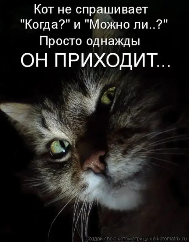 Ночью приходят мысли. Цитаты про кота. Цитаты про котов. Статус про кота. Афоризмы про кошек прикольные.