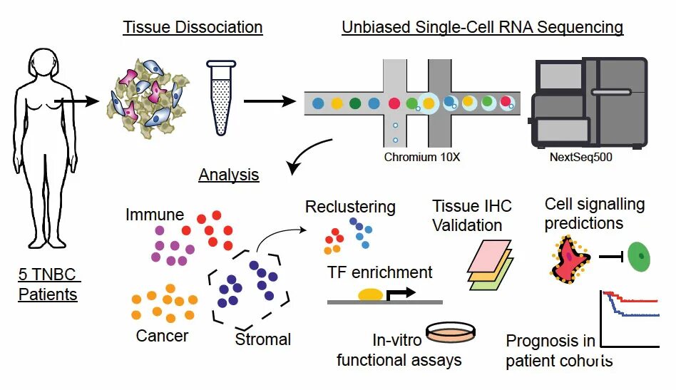 Single cell. Single Cell RNA sequencing. Single Cell RNA seq. Single Cell RNA секвенатор. Single Cell Analysis.