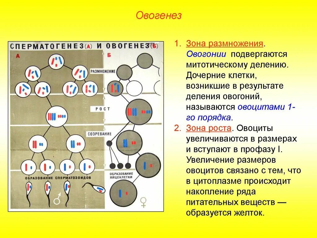 В результате мейоза образуется дочерних клетки. Фаза созревания гаметогенеза. Фазы размножения клетки 2n2c. Фаза размножения сперматогенез набор. Фазы формирования половых клеток.