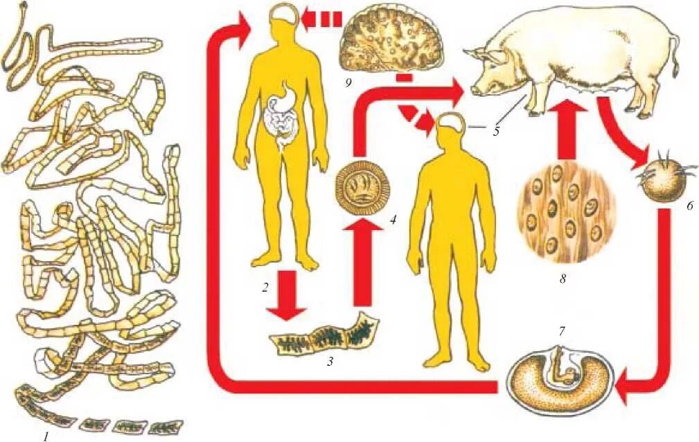 Какая стадия свиного цепня разовьется в человеке. Бычий цепень цистицерк. Цистицеркоз целлюлозный паразит. Тениоз (свиной цепень) хозяин. Цистицеркоз свиней свиной цепень.