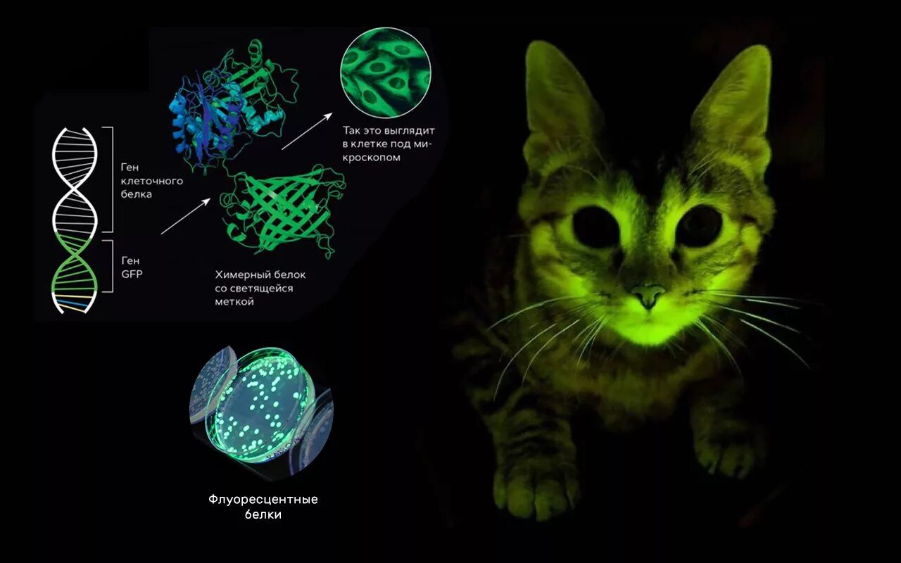 Светящиеся в темноте коты генная инженерия. Флуоресцентные кошки. Светящиеся котики. Светящиеся в темноте коты. Называют обладают флюоресцируют