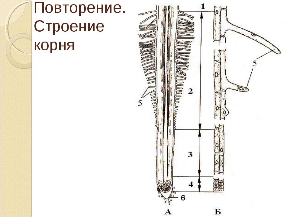 Строение корня ответ. Строение корня. Внешнее и внутреннее строение корня. Радиальное строение корня. Рис 104 строение корня.