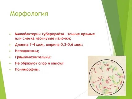 Микобактерия туберкулеза лечение