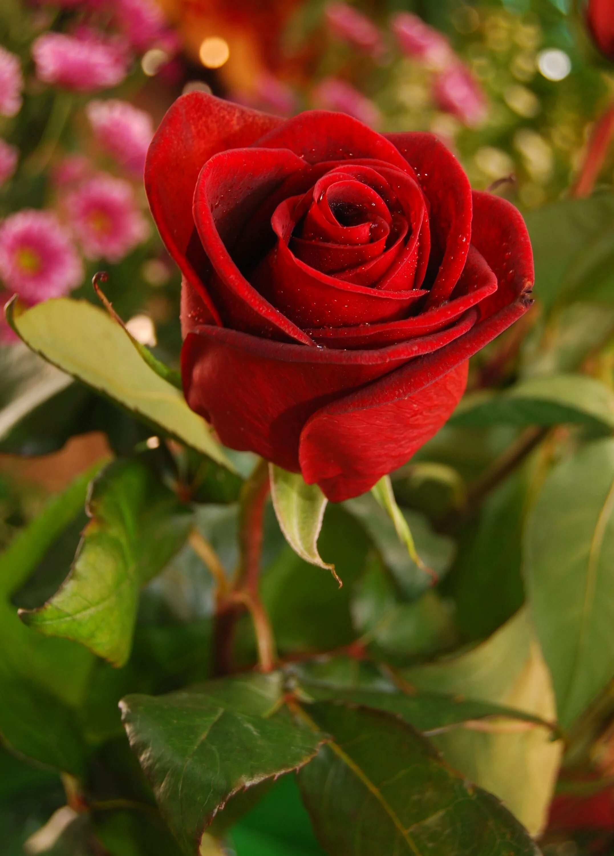 Красные розы. Цветы в росе. Замечательные розы