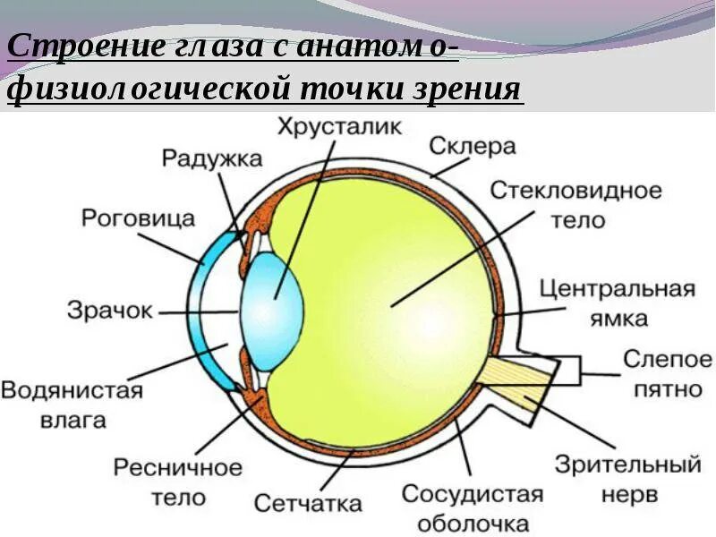 3 оболочки глаза функции. Анализаторы глазное яблоко схема строение. строение глаза вид сбоку. строение глаза сетчатка роговица хрусталик. строение органа зрения (строение глазного яблока)..