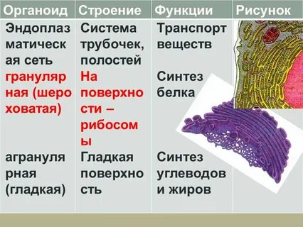 Какой органоид называют фабрикой белка