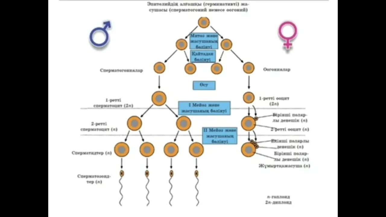 Образование половых клеток стадия размножения. Образование половых клеток таблица. схема образования половых клеток. правильная последовательность образования половых клеток. строение половых клеток таблица.