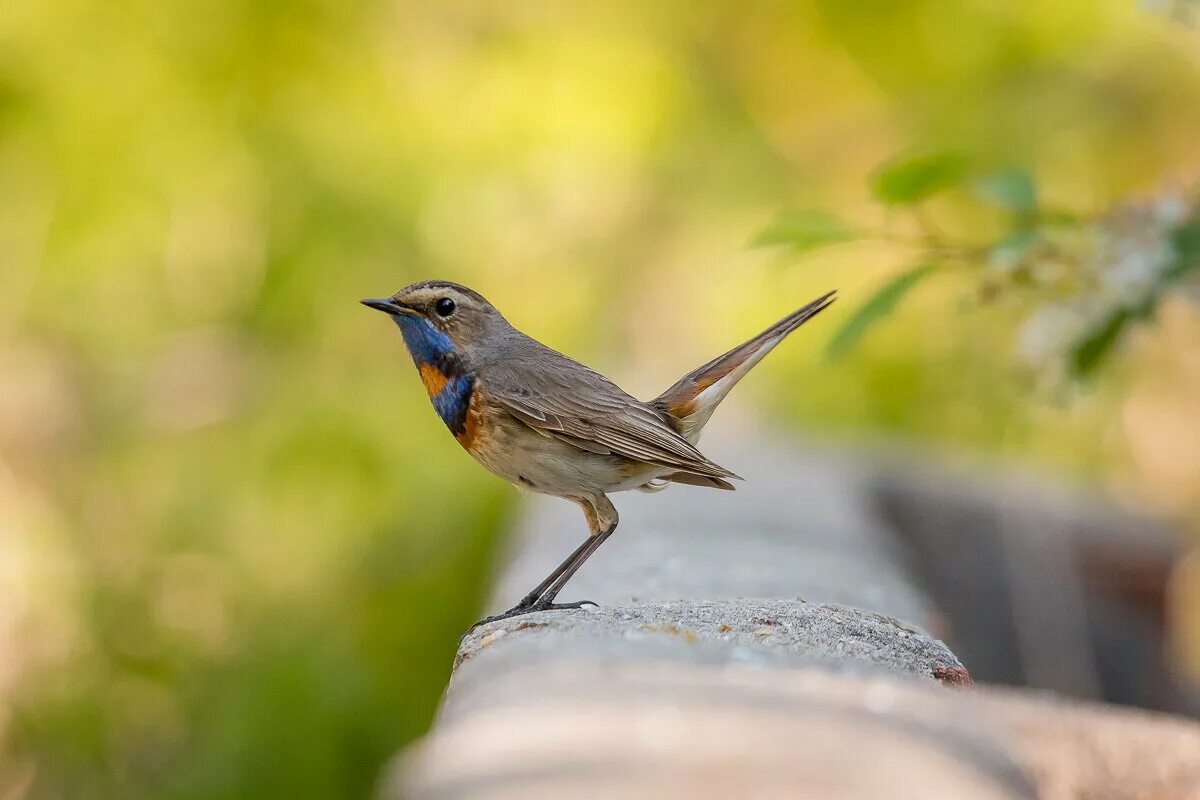Redwing. Animals beautiful, Bird species, Beautiful birds