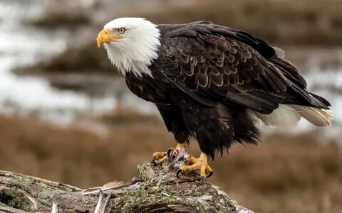 Картинка Хищная птица белоголовый орлан " Орлы " Птицы " Животные " Картинки 24 