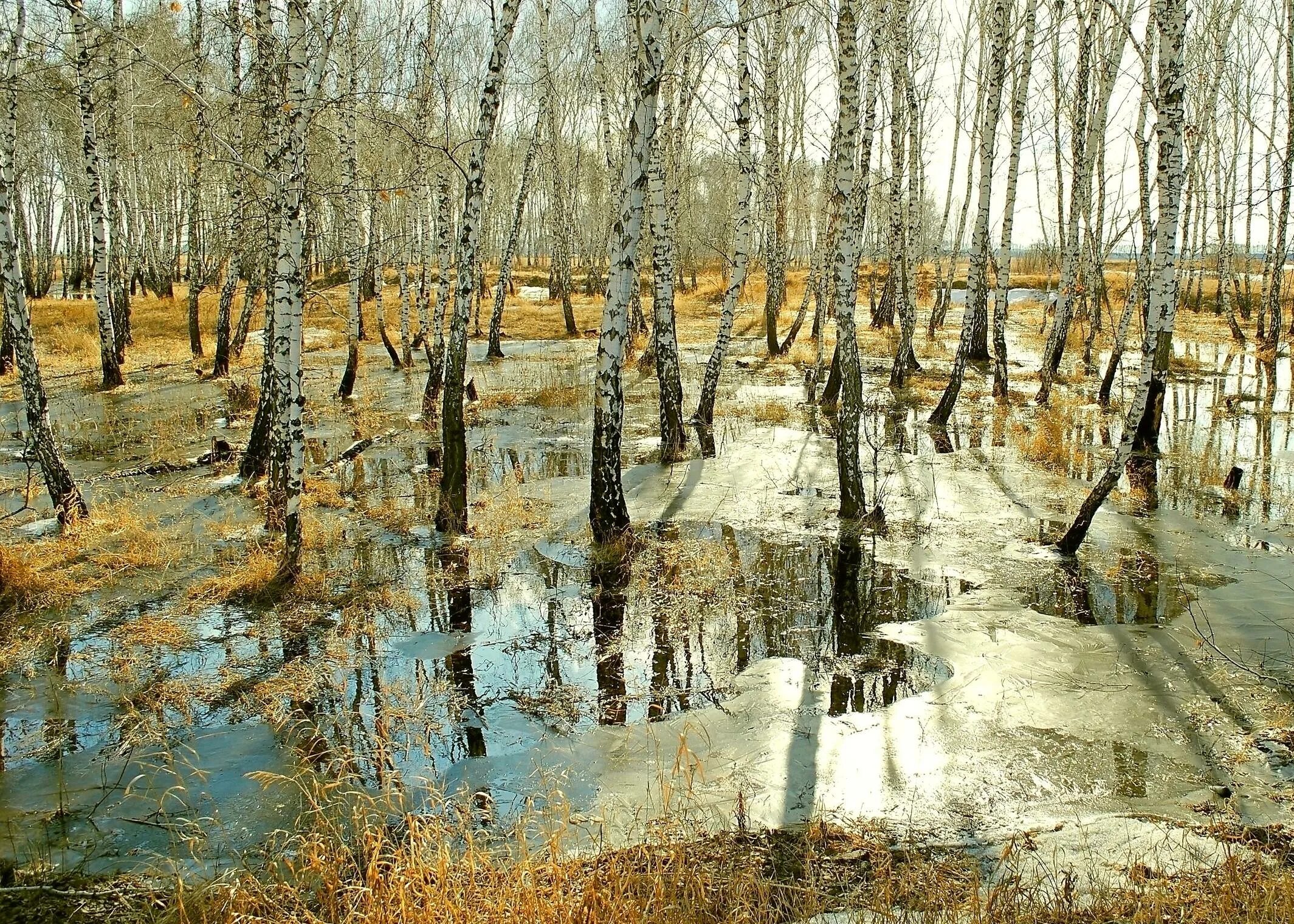 Березки лед. «Березы. Половодье» Шишкин.