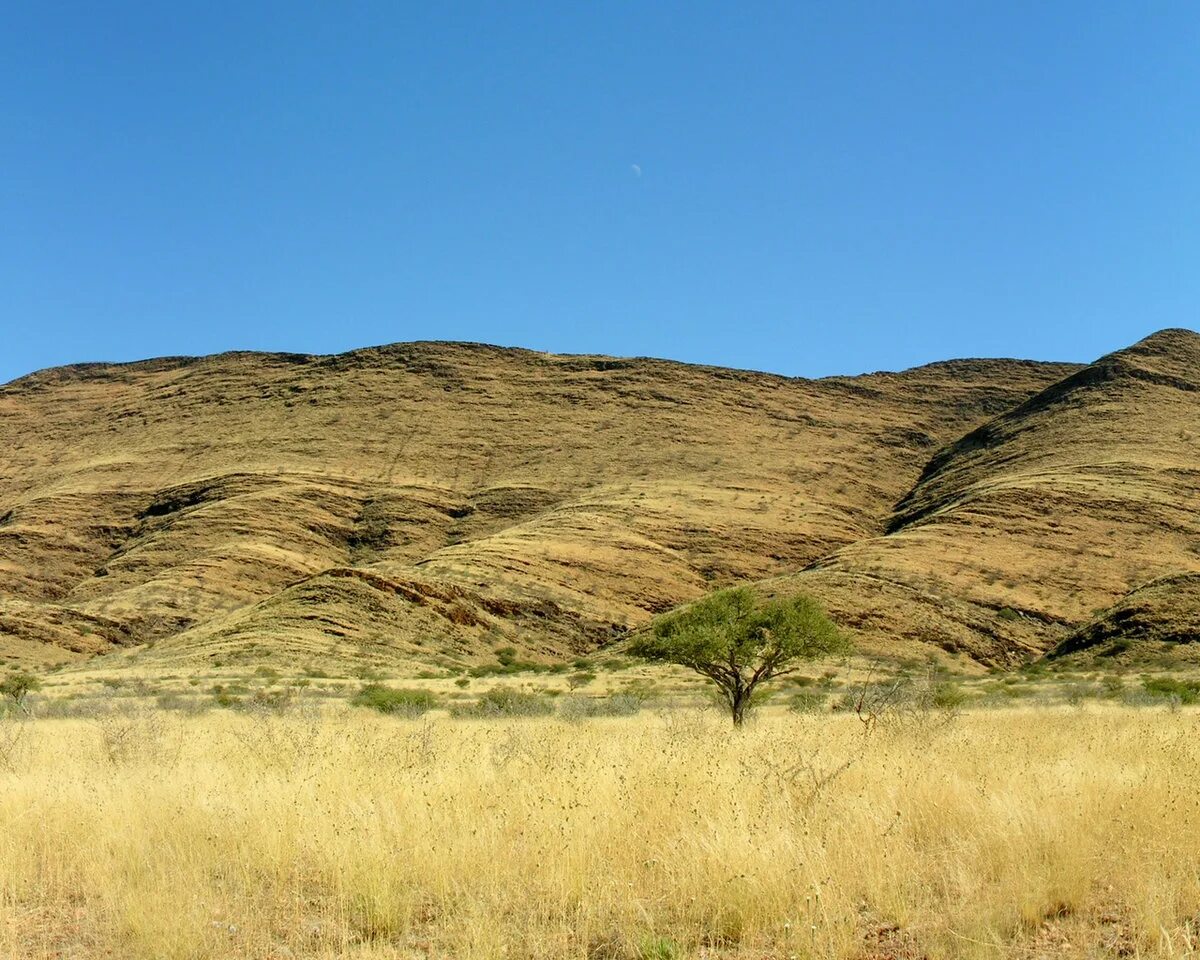 моюнкумская саванна. саванны и редколесья австралии животный мир. джаспер штат невада. степи африки. саванны южной африки.