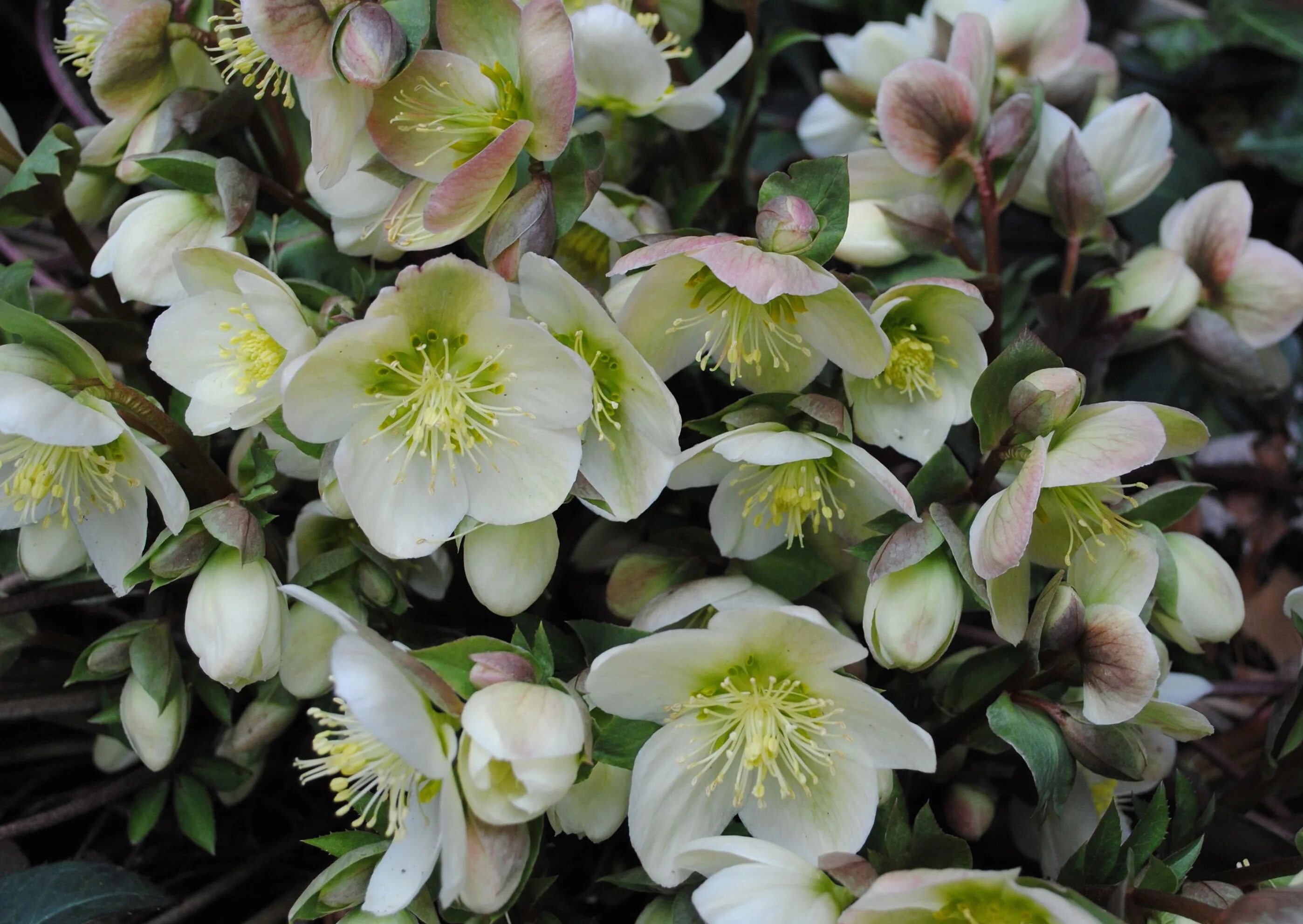 Морозник авито. Морозник геллеборус. морозник helleborus. морозник (геллеборус, helleborus).