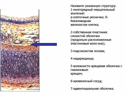 Хрящевой эпителий