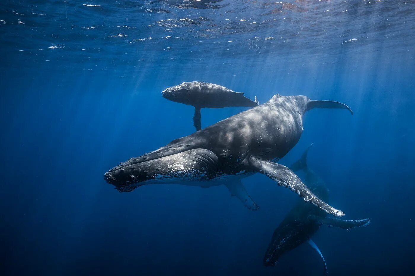 Горбач синий кит Кашалот. Китообразные горбатый кит. Кит Кашалот Касатка. Горбач горбатый кит.